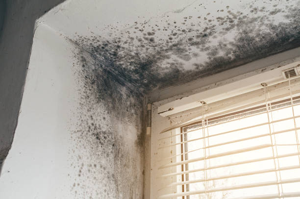 Affordable Mold Cleanup solutions in Dallas, NC